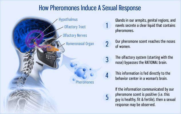 how pheromones work