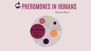 human pheromones